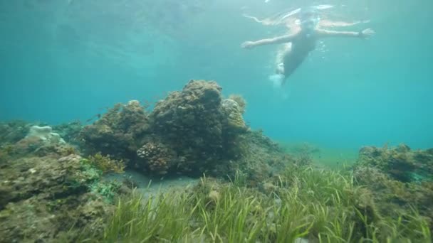 Oceano tropical com peixes, gramíneas marinhas, corais e snorkelers nadando . — Vídeo de Stock