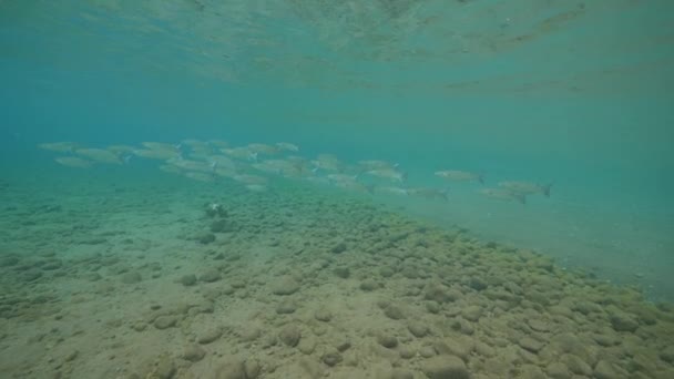 Vista submarina en la orilla de los peces con escuela de peces nadando juntos . — Vídeo de stock