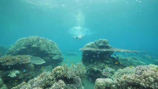 Young woman snorkeler swimming underwater near tropical fishes and corals. — Stock Video