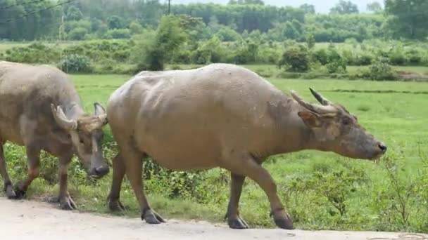 Close up shot group of dirty water buffalos walking on rice field background. — Stock Video