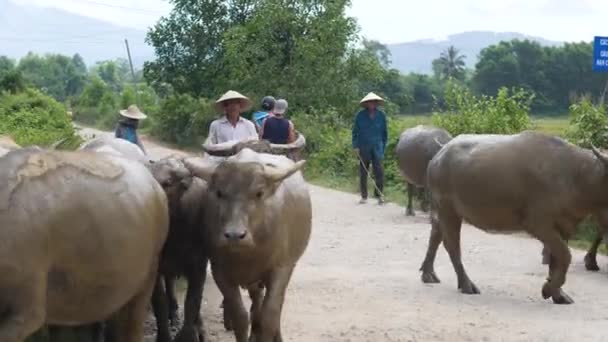 Hue, Vietnam- 05 02 2020: Lokala vietnamesiska bönder med sina vattenbufflar. — Stockvideo