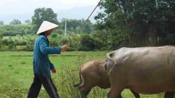 Hue, Vietnama- 05 02 2020: Um fazendeiro caminhando e batendo seu carabao com um pau . — Vídeo de Stock