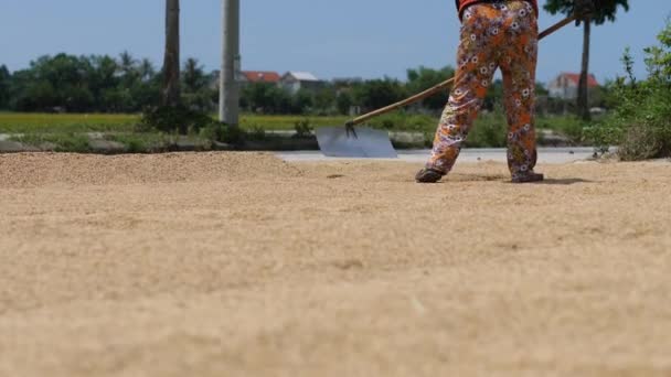 一位女农民在路上撒播新收获的水稻，在阳光下晒干. — 图库视频影像