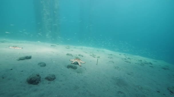 Podwodny widok na dno morza z gwiazdami morskimi na ziemi i ryby pływające. — Wideo stockowe