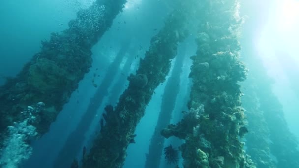 Majestueus uitzicht op koralen bevolkt een dock pylonen onder water met vissen zwemmen. — Stockvideo