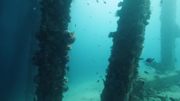 Unterwasser-Tauchblick in einem Dock unter dem Pfeiler voller Korallen und Fische. — Stockvideo