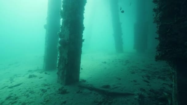Onderwaterpier palen en pylonen met groeiende koralen vissen en een duiker zwemmen in de buurt. — Stockvideo