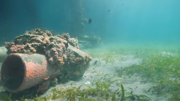 Підводне занурення в блакитний океан з різноманітними морськими видами і дайвером . — стокове відео