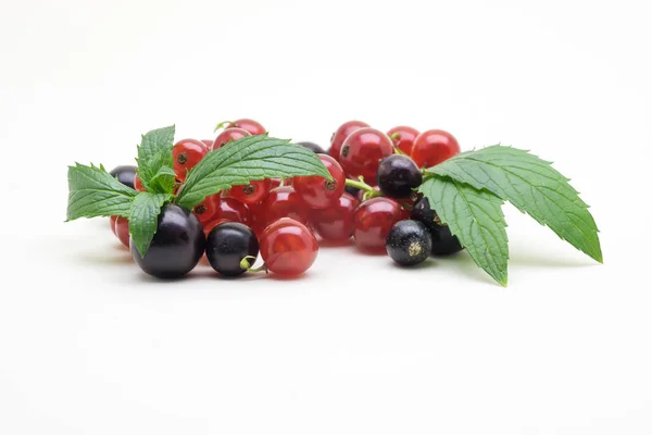 Rote und schwarze Johannisbeere mit Minzblättern auf weißem Hintergrund — Stockfoto