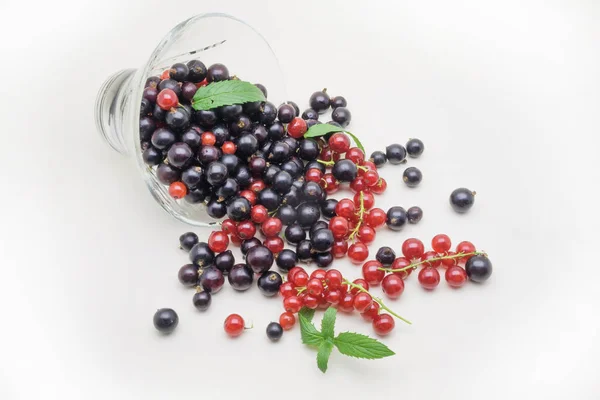 Black and Red Currants in glass vase on white background