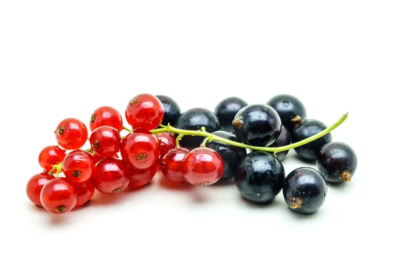 Black and Red Currants on white background — Stock Photo, Image