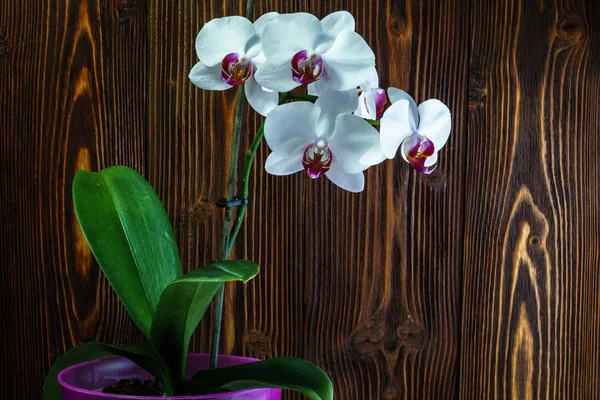 Orchidee mit großen weißen Blüten auf dem Hintergrund einer alten Holzwand — Stockfoto