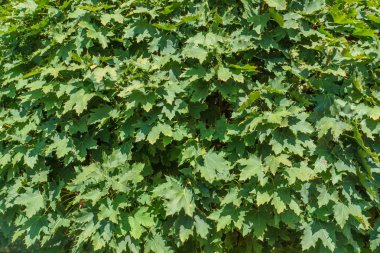 Yeşil yapraklar, yaprakların doğa arka plan doku. Yeşil akçaağaç yaprakları doğal bir arka plan olarak.