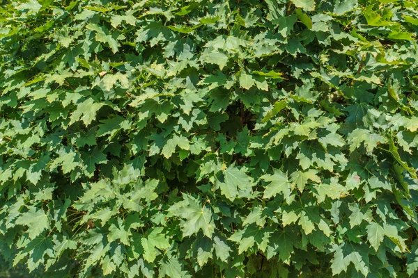 Yeşil yapraklar, yaprakların doğa arka plan doku. Yeşil akçaağaç yaprakları doğal bir arka plan olarak.