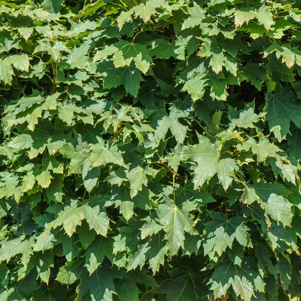 Yeşil yapraklar, yaprakların doğa arka plan doku. Yeşil akçaağaç yaprakları doğal bir arka plan olarak.