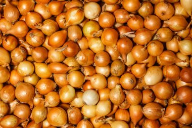 Taze ampul yalan bir kutu içinde bir grup. Soğan bir arka plan. Birçok taze ampul birlikte.