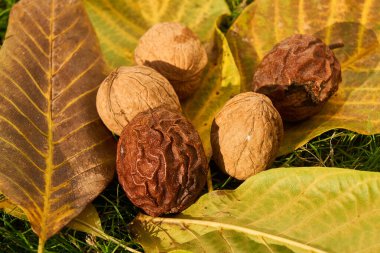Sarı sonbahar yapraklı cevizler yeşil çimlerin üzerine düşüyor.