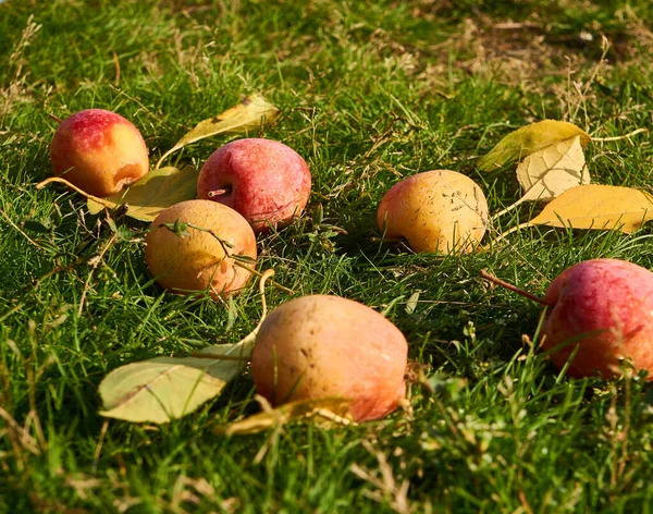 Ripe wild apples with yellow autumn leaves on green grass — Stock Photo, Image