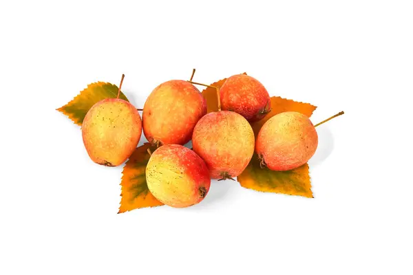 Zralá divoká jablka se žlutými podzimními listy izolované na bílém pozadí — Stock fotografie