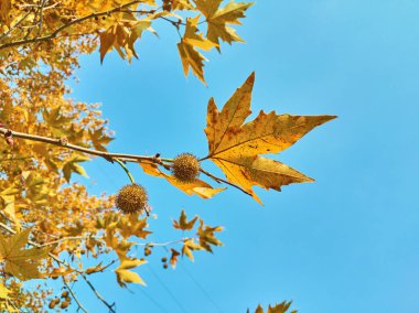 Yuvarlak çınar meyveli platanus dalına yakın çekim