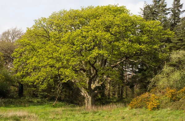 Árvore grande e velha no sul da Inglaterra — Fotografia de Stock