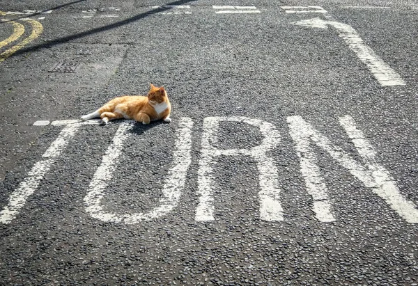 Dönüm noktası ile kedi yolda