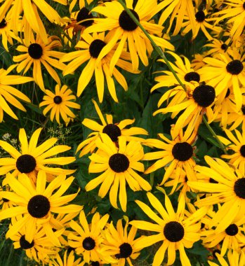 Parlak güzel çiçek Ayçiçeği arka plan veya doku