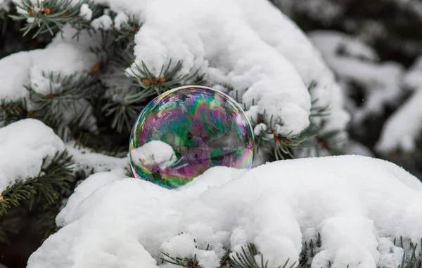 soap bubble in the winter on a Christmas tree in the snow