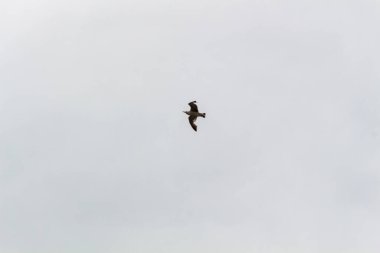 Kuş denizin üzerinde uçar.