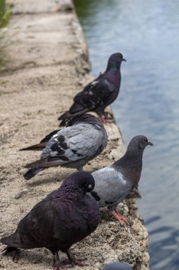 Su kenarındaki havuzun kenarında güvercinler var.