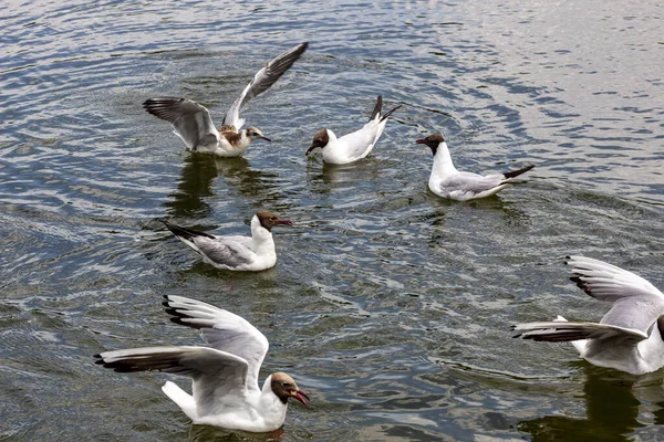 Годування Птахів Озері — стокове фото