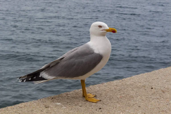 Gaviota Borde Del Mar — Foto de Stock