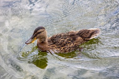 Ördek ocher boyunca yüzer.