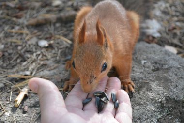 Sincap doğal ortamında taşa biner.