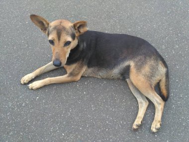 Zavallı köpek gri asfaltta yatıyor.