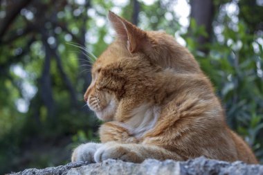 kedi temiz havada rüya görür.