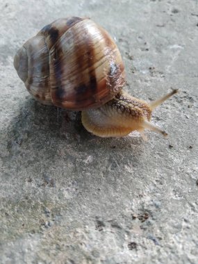 Büyük bir salyangoz gri bir taşın üzerinde sürünüyor.