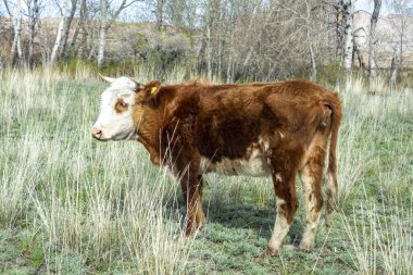 Ormandaki bir açıklıkta, güneşin altında inek.