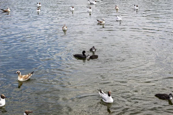 Чайки Оточені Качками Які Харчуються Каченятами Озері — стокове фото