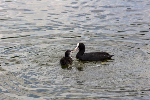 Pato Alimenta Patito Lago Parque — Foto de Stock