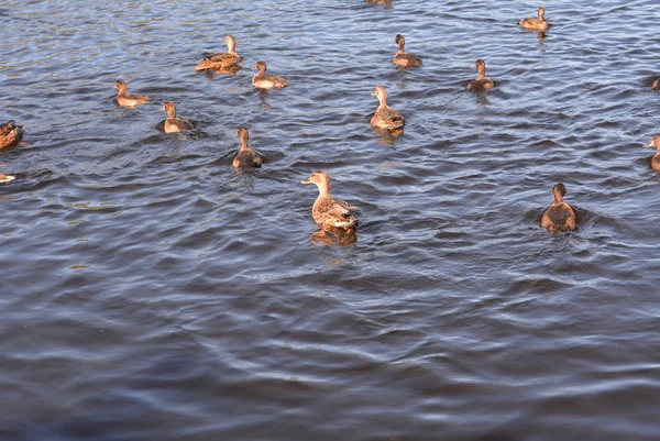 Muchos Patos Nadan Largo Del Lago Parque — Foto de Stock
