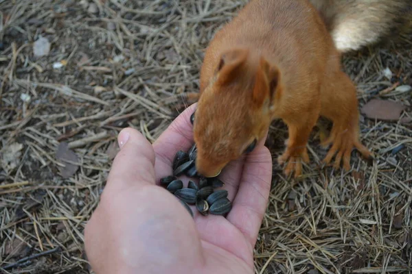 feed the squirrel with the seeds from the hands in the forest