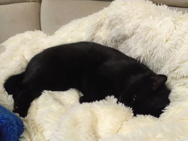 Siyah kedi beyaz bir battaniyede dinleniyor.