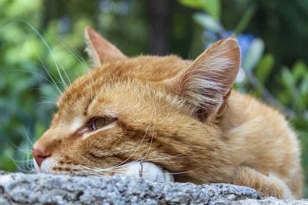 kedi temiz havada rüya görür.