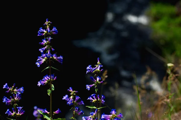 Квіти роялті — стокове фото