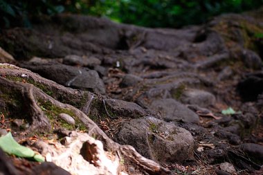 Bir orman zemin bakış 