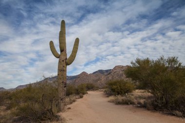 Saguaro Ulusal Parkı