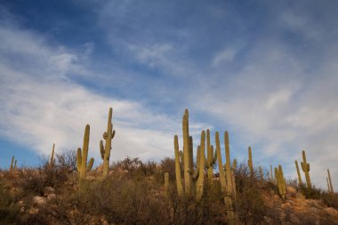 Saguaro Ulusal Parkı