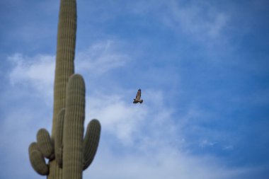 Saguaro Ulusal Parkı