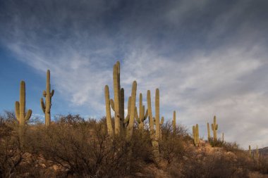Saguaro Ulusal Parkı